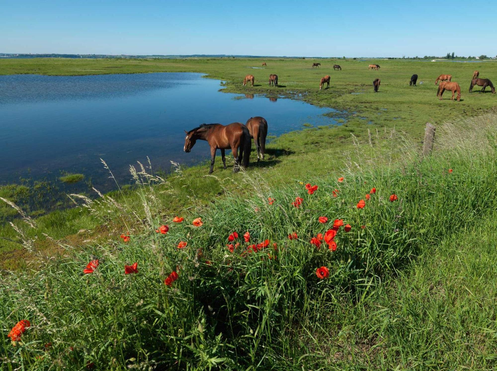 Daenische Ferienhaeuser Am Salzhaff Haus Kaept'N Nemo Insel Poel Exterior foto